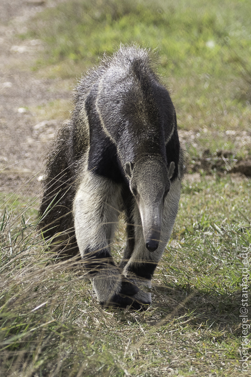 Giant anteater